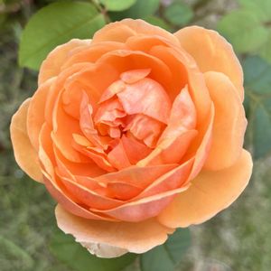 地植え,マイガーデン,太陽大好き,植物大好き,ばら バラ 薔薇の画像