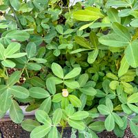 落花生,落花生,ちょこんとﾋﾟｰﾀﾝ,月の雫さん's ﾋﾟｰﾀﾝ♥,アキラの落花タンの画像