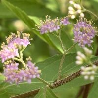 コムラサキ,緑のある暮らし,チーム長野,桃色百花繚乱,太陽がくれた季節aの画像