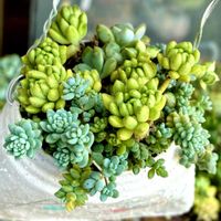 ウインクレリー,多肉植物,自作リメ缶,マジョール,埼玉タニラーの画像