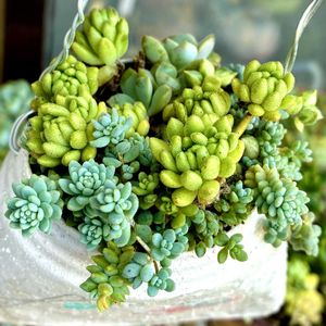 ウインクレリー,多肉植物,自作リメ缶,マジョール,埼玉タニラーの画像