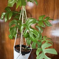姫モンステラ,ヒメモンステラ,観葉植物,サトイモ 科,剪定の画像