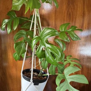 姫モンステラ,ヒメモンステラ,観葉植物,サトイモ 科,剪定の画像