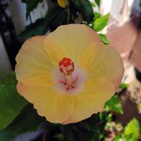 アサガオ,ハイビスカス,ミニバラ,ゴーヤの花,桔梗咲き朝顔の画像