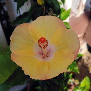 アサガオ,ハイビスカス,ミニバラ,ゴーヤの花,桔梗咲き朝顔の画像