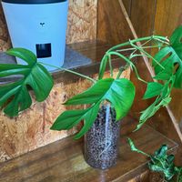 姫モンステラ,ヒメモンステラ,観葉植物,ハイドロカルチャー,挿し木の画像