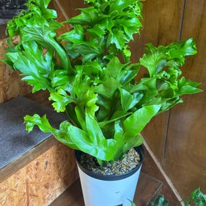 ミクロソリウム,ミクロソリウム グリーンフレーム,観葉植物,植え替え,シダ植物の画像