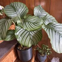 カラテア,カラテア・オルビフォリア,観葉植物,クズウコン科 ,カラテア属の画像
