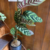 カラテア,カラテア マコヤナ,観葉植物,植え替え,クズウコン科 の画像