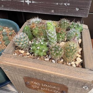 サボテンの寄せ植え,no green no life,多肉のある暮らし,暑さに負けるな,完全放置の画像