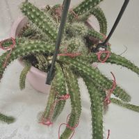 サボテン,サボテン,ニーム,ヒモサボテン,ヒモサボテンの画像