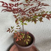ナンテン,ユーパトリウム,スイセンノウ(フランネルソウ),スーパーチュニア ビスタ シルバーベリー,南天(ナンテン)の画像