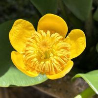 サボテン,瑠璃兜,コウホネ,水生植物,番外編の画像