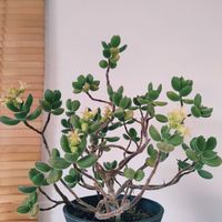 熊童子,多肉植物,観葉植物,インドアグリーン,葉っぱ好きの画像
