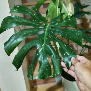 モンステラ,斑入りモンステラ,モンステラ　タイコンステレーション,観葉植物,ガーデニングの画像