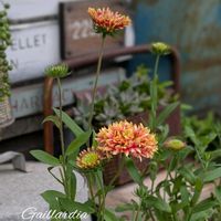 ガイラルディア,ガイラルディア,虹の玉,姫秋麗,多肉植物 寄せ植えの画像