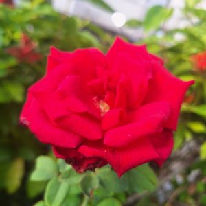 バラ オクラホマ,バラ・ミニバラ,バラを楽しむ,咲いてくれてありがとう❤,おうち園芸の画像