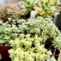 ブロウメアナ,小米星,トルツオサム,クラッスラ フンベルティ,多肉植物の画像