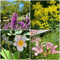 オミナエシ,キキョウ,シュウメイギク,ミソハギ,ナツズイセンの画像