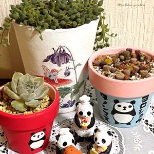 リトープス,リトープス,ピーチネックレス,ピーチネックレス,リトープスMIXの画像