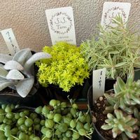 グリーンネックレス,クレマチス,セダム,オーロラ,フクトジの画像