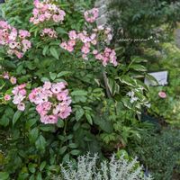 バラ,バラ　バレリーナ,つるバラ,お花のある暮らし,お花に癒されての画像