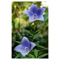 キキョウ,山野草,植木鉢,多年草,紫色の花の画像
