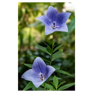 キキョウ,山野草,植木鉢,多年草,紫色の花の画像