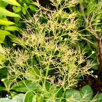 スモークツリー,ガーデニング,花木,落葉低木,花のある暮らしの画像
