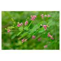 ハギ,地植え,花木,ピンクの花,マメ科の画像