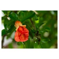 ザクロ,果樹,オレンジ色の花,ミソハギ科の画像