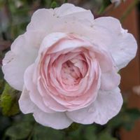 パッションフルーツ,ブッドレア,パトラッシュ,モンクール,桜衣の画像