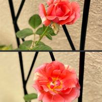 イチゴ,エキナセア,スターチス,バラ,ジャスミンの画像