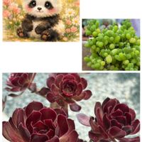 ブレビフォリウム,黒法師,虹の玉,パープルヘイズ,レッドベリーの画像