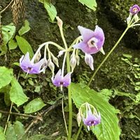 イワタバコ,高尾山の画像