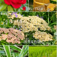 ノコギリソウ,バラ,ヒガンバナ,オリヅルラン,ノリウツギの画像