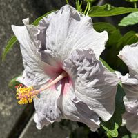 ハイビスカス,ガーデニング,花のある暮らし,花が好き,ガーデニング大好きの画像