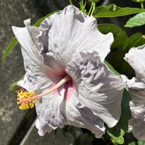 ハイビスカス,ガーデニング,花のある暮らし,花が好き,ガーデニング大好きの画像