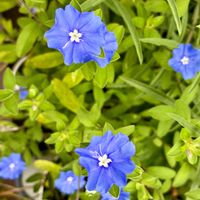 アメリカンブルー,かわいい,きれい,花のある暮らし,いやし♡の画像
