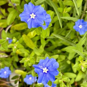 アメリカンブルー,かわいい,きれい,花のある暮らし,いやし♡の画像