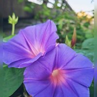 アサガオ,セミ,リュウキュウアサガオ,ノアサガオ,セミの脱け殻の画像