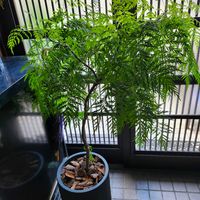 タイワンモミジ,タイワンモミジ,ミングアラリア,ミングアラリア,かわええのぅ♡の画像