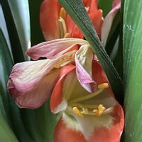 クンシラン,クンシラン,鉢植え,癒し,オレンジ色の花の画像