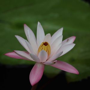 睡蓮,熱帯スイレン,温室,熱川バナナワニ園,品種判別は難しいの画像