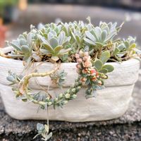子持ち蓮華,多肉植物いろいろ,ピンクシャンペーン,ロココ,バブルガムの画像