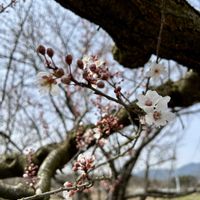 スモモ,スモモ,古木,花のある暮らし,春の訪れの画像