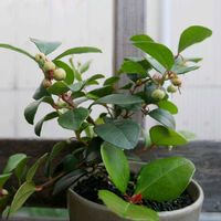 チェッカーベリー,鉢植え,花のある暮らし,花のある生活,GS映えの画像