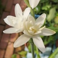 チューベローズ,可憐な花,白い恋人達,明日はきっと良い日になる,2019同期の画像