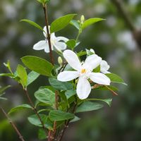 セイロンライティア,花のある暮らし,沖縄,白い花マニア,おうち園芸の画像
