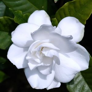 クチナシ,お散歩道,白い水曜日♡,ほんわか♥️ほんのり,花咲く乙女たち♡の画像